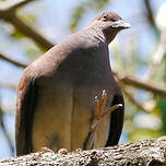 Pigeon de Madagascar