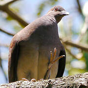 Malagasy Turtle Dove