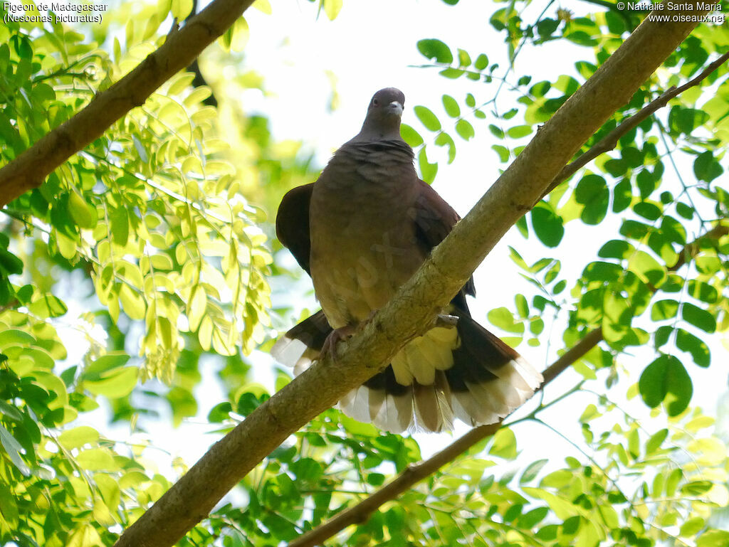 Malagasy Turtle Doveadult