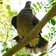 Pigeon de Madagascar