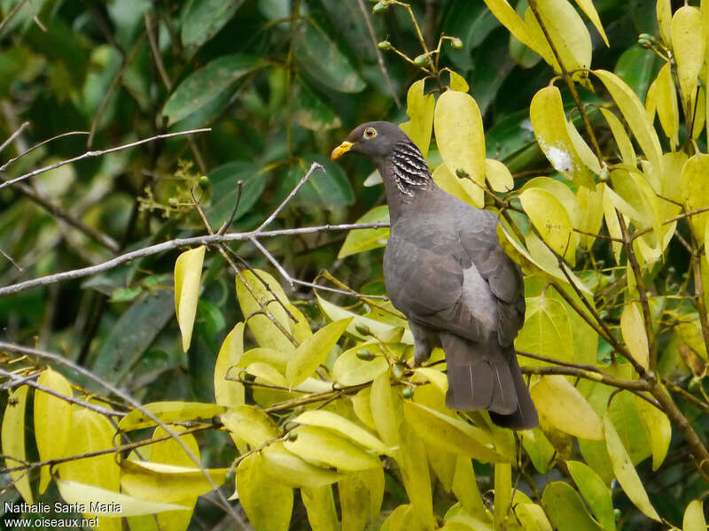 Pigeon des Comoresadulte, identification