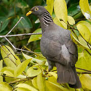 Comoro Olive Pigeon