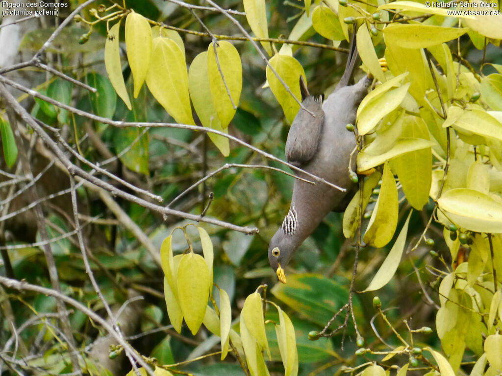 Comoro Olive Pigeonadult, Behaviour