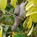 Pigeon des Comores