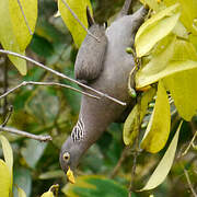 Comoros Olive Pigeon