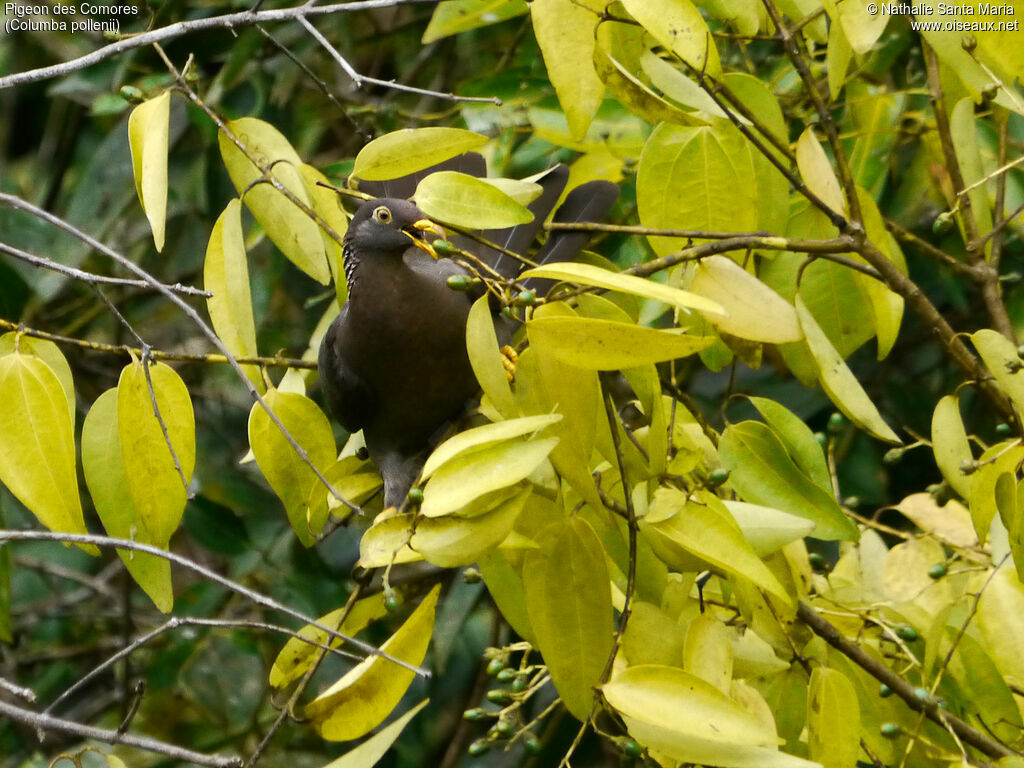 Comoros Olive Pigeonadult, feeding habits