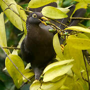 Comoros Olive Pigeon