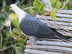 Pigeon leucomèle