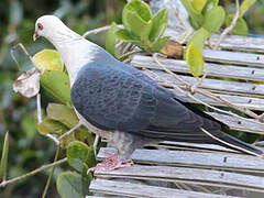 Pigeon leucomèle