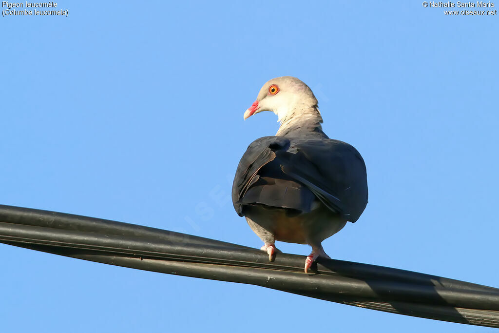 White-headed Pigeonadult, identification