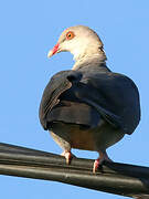 White-headed Pigeon