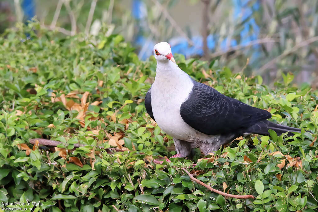 White-headed Pigeonadult