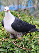 White-headed Pigeon