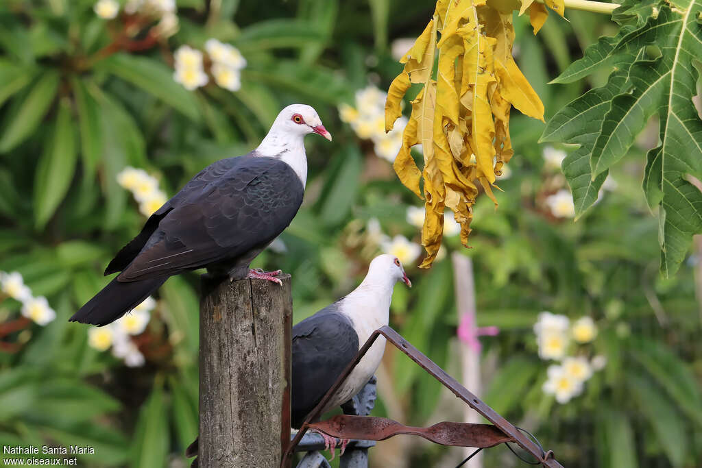 White-headed Pigeonadult