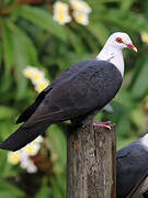 White-headed Pigeon