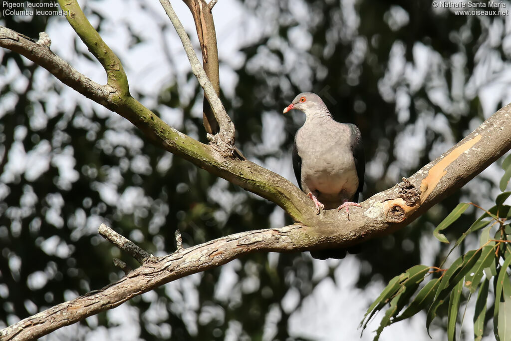 Pigeon leucomèlejuvénile, identification