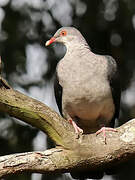 White-headed Pigeon