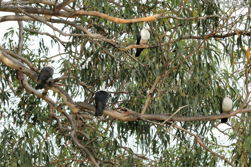 Pigeon leucomèle, habitat