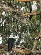 White-headed Pigeon