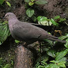 Pigeon plombé