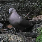 Pigeon plombé