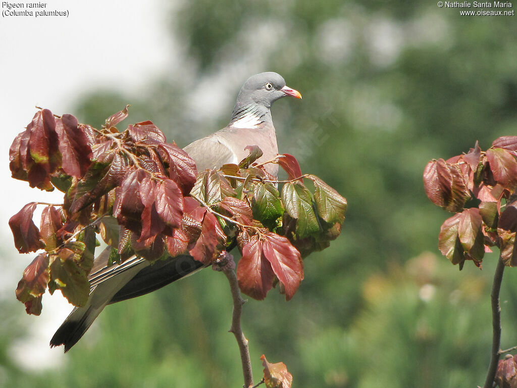 Pigeon ramieradulte, identification, habitat, Comportement