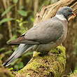 Pigeon ramier