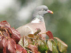 Common Wood Pigeon