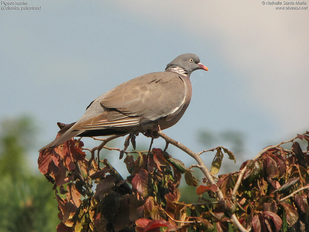 Common Wood Pigeonadult, identification, habitat, Behaviour