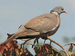 Common Wood Pigeon