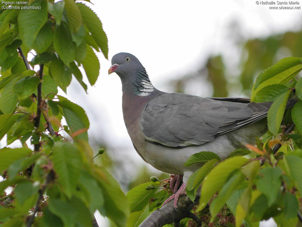 Common Wood Pigeonadult, identification, Behaviour