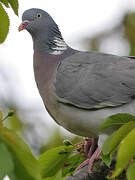 Common Wood Pigeon