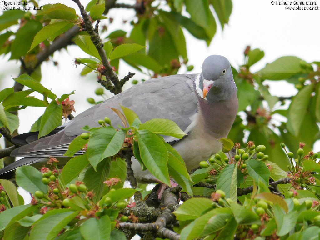 Pigeon ramieradulte, Comportement