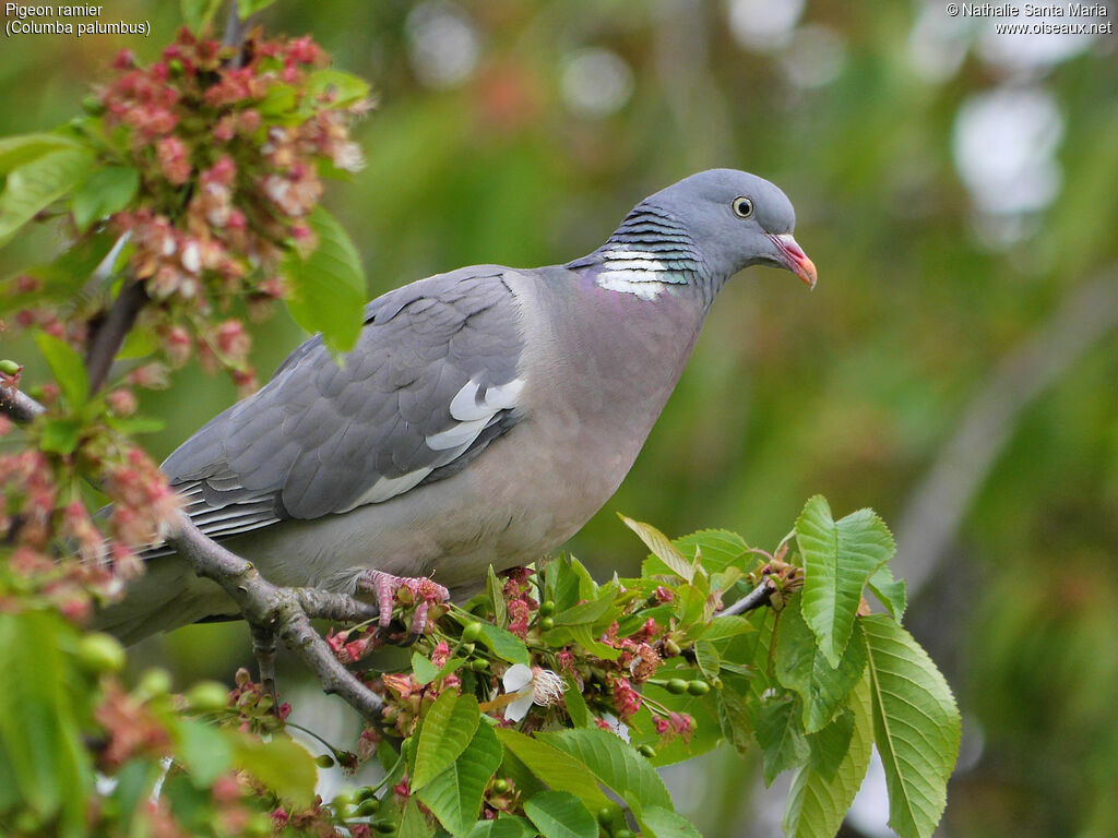 Pigeon ramieradulte, identification, Comportement