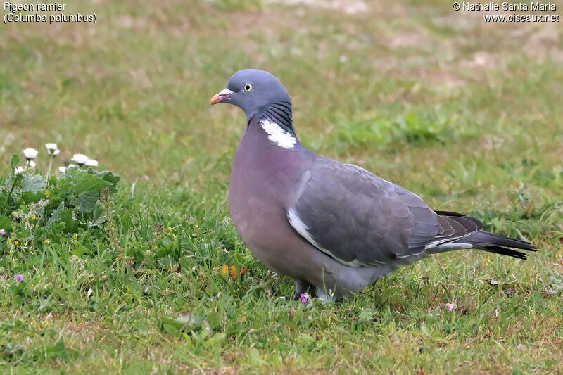 Pigeon ramieradulte, identification, habitat, marche, Comportement