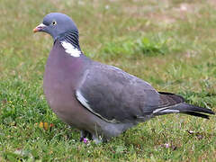 Common Wood Pigeon