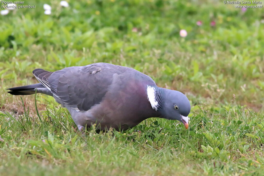 Pigeon ramieradulte nuptial, identification, habitat, marche, mange