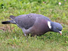 Common Wood Pigeon