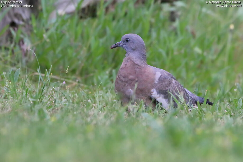 Pigeon ramierjuvénile, identification