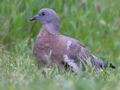 Common Wood Pigeon