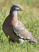 Common Wood Pigeon