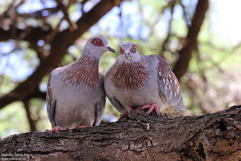 Pigeon roussardadulte, Comportement