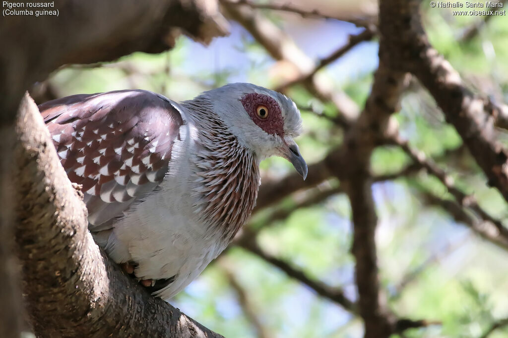 Pigeon roussardadulte