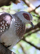 Speckled Pigeon