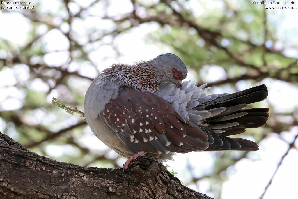 Pigeon roussardadulte, soins