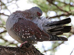 Speckled Pigeon