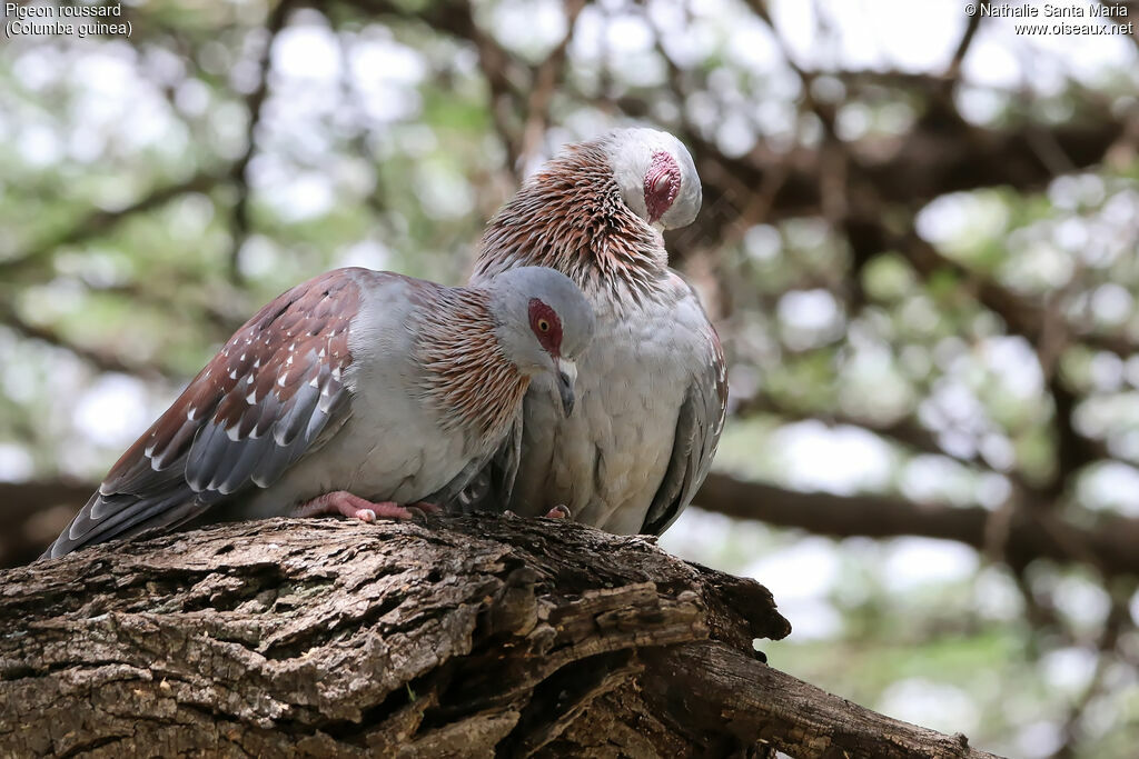 Pigeon roussardadulte, habitat, soins