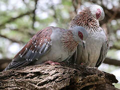 Speckled Pigeon