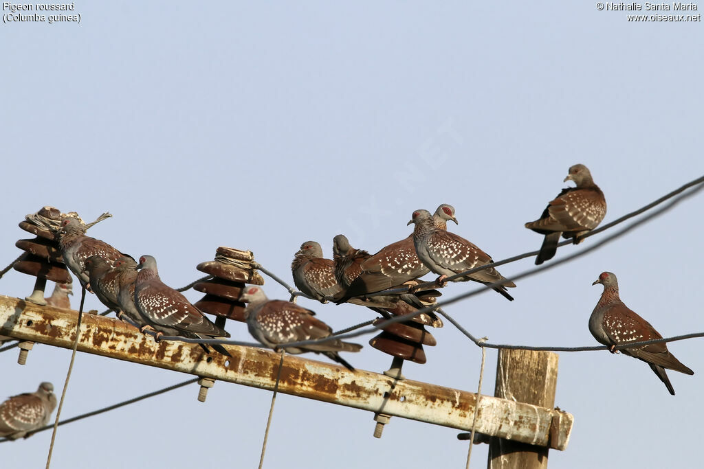 Speckled Pigeon, habitat