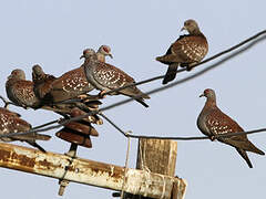 Speckled Pigeon